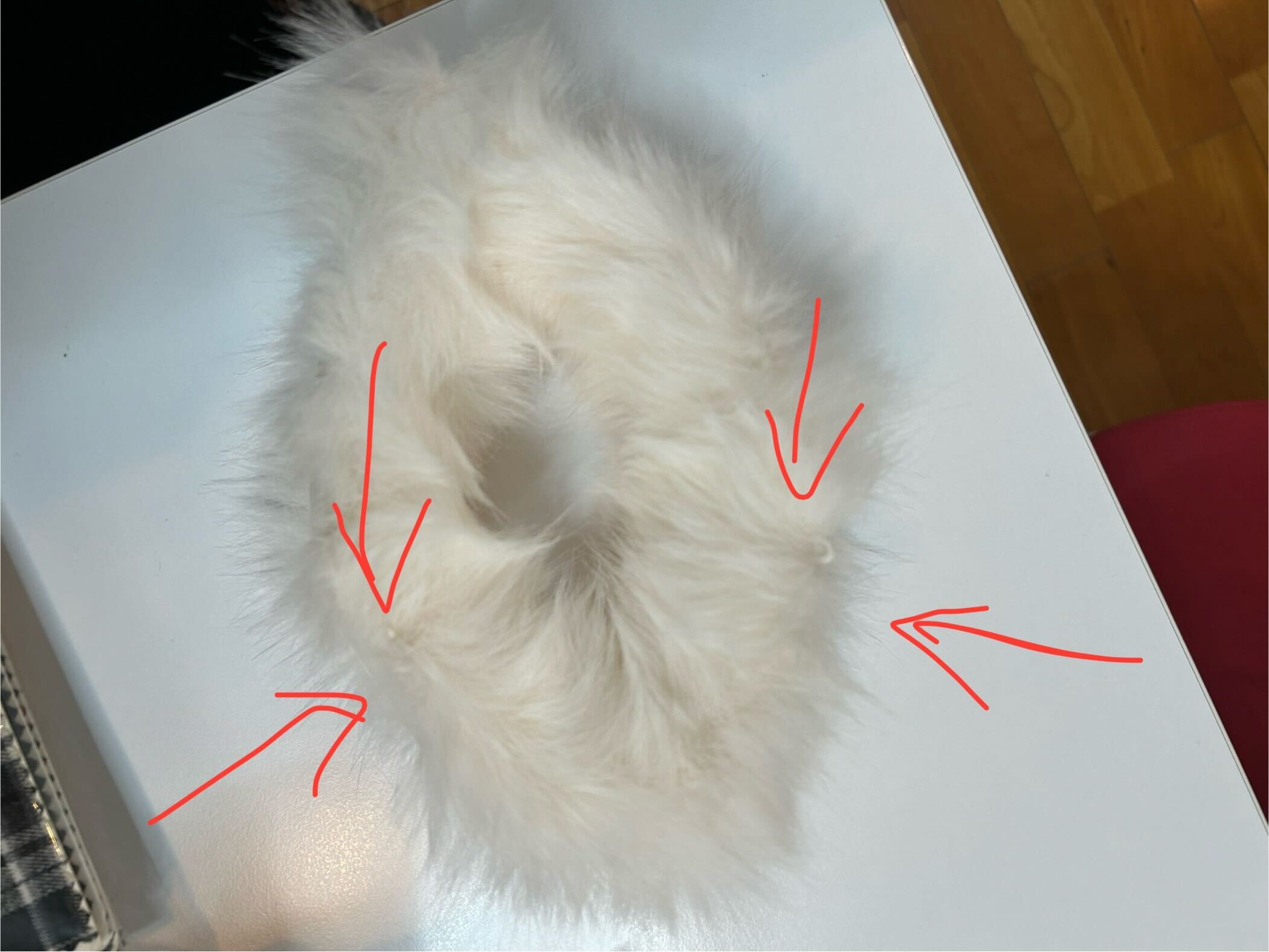 [Outlet] Snow Romance Ribbon Sweet Coat, Ready to Ship, Off White, M Size